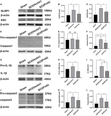 Neuroprotective Effects of the Pannexin-1 Channel Inhibitor: Probenecid on Spinal Cord Injury in Rats